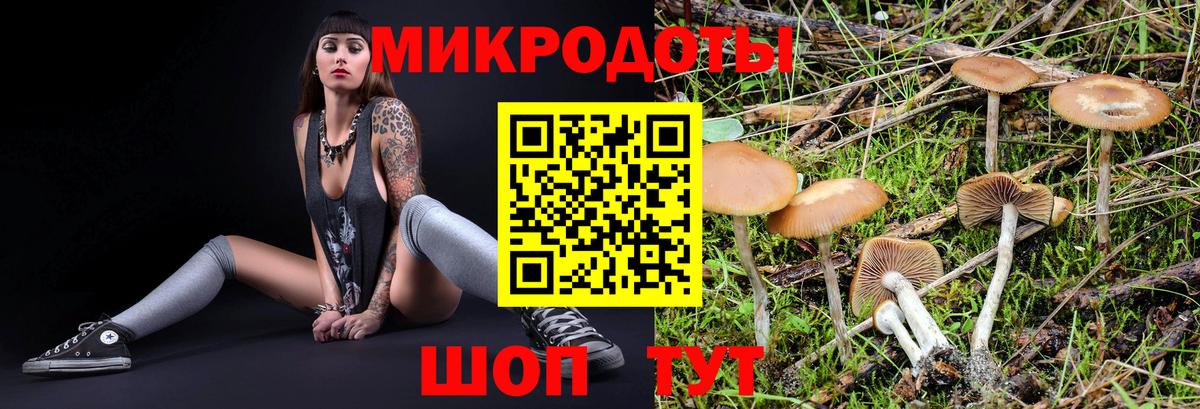 Кандалакша  Галлюциногенные грибы Cubensis  Вход с VPN 